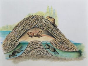 Kunduz Barajları 3 Beaver Dams as Engineering Projects2
